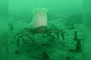 【海外】巨大なシェフ帽をかぶったカニを発見！ダイバー驚愕の海中ミステリー