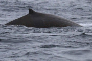 南房総でツチクジラの今期初水揚げ、海外の反応は？（海外の反応）