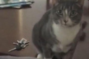 「困った、猫が鍵を渡してくれない…」→その理由は飼い主と離れたくないため