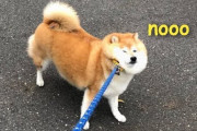 海外「柴犬は地上で一番憎めなくてかわいいワンコ！」歩くのを拒否する柴犬たち（海外の反応）