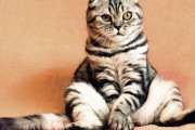 エッグ、ビーフ・ストロガノフ、パパイアなどなど、海外の飼い主が猫に付ける名前がかなりユニークな件