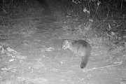【海外】インドの小さな野生ネコ「サビトラ猫」が初めてカメラに捉えられた！希少な生態に迫る