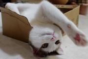 海外視聴者「最高にかわいくて面白い！」日本の3匹の猫たちのほのぼのとした日常に夢中