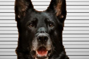 警察署内窃盗事件で警察犬が容疑者に。写真公開されると非難殺到、弁護士が名乗りを上げる