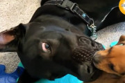 グレートデーンの子犬に勇気を貰った？！怖がりな子犬の変身ぶりに心が温まる