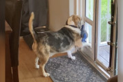 【海外】”飼い主が目を覚ますと、愛犬のおもちゃを盗もうとする毛むくじゃらの泥棒が！”