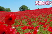 海外「圧倒された。日本は本当に美しい国！」埼玉県にある美しい花の世界（海外の反応）