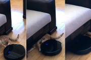 【悲報】猫さん、お掃除ロボに収納されてしまう。