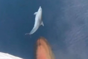 「クルクル回ったり、ジャンプしたり…」船と一緒に泳ぐイルカの動きがあまりに幻想的
