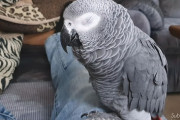眠すぎてゆらゆら～( ˘ω˘)飼い主さんの足上で眠りに落ちそうなヨウムが可愛い