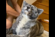 虎毛の秋田犬がモフられている動画、”すごく可愛い”と評判に！　【海外の反応】