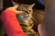 私に雑に触れるな小童が。冷たすぎる目で子どもを見つめる猫。海外の反応