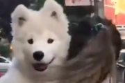 いくつになっても甘えん坊。大きくなっても抱っこされながらお散歩するワンちゃん。海外の反応