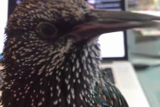 「Good evening!」カメラを持った飼主さんに一生懸命話しかけるお喋りで可愛いムクドリちゃん