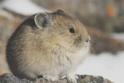 アメリカ「お前らの国の最もキュートな在来種を教えてほしい！」