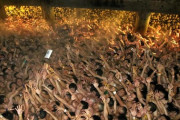 【海外】「カオスでクレイジーwww」日本の奇祭はだか祭りに海外も大興奮