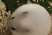 外国人「体が丸すぎてキュートな世界の動物を見せていくｗｗｗ」