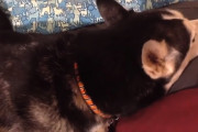 ご機嫌斜めで飼主さんを見ようとしない犬→お気に入りの歌を歌ってあげると…。