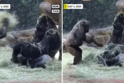 コロナ禍の子育てが大変なのは動物も同じ！？子供の遊び相手になることを諦めたゴリラが面白い