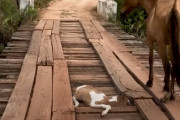 橋に挟まった子馬と心配そうに見守る母馬。近くを通った人間が取った行動とは･･･　海外の反応