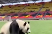 中国人「サッカー中国U23代表のGKが目標とすべき日本のGK」　中国人「彼のビルドアップは最高」「半分でも追いつければ御の字」