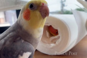 巣作りに忙しいガールフレンドの横で大熱唱のインコ君♪その美しい歌に感動して彼女がダンスをしてくれるまで
