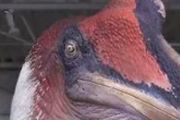 史上最大の空飛ぶ恐竜の実物の大きさ
