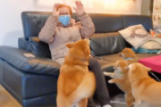 「ジジ、ババきたー！」飼い主さんの祖父母が4匹の柴犬家族に好かれすぎてて笑ってしまう