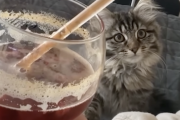 ネッコ「はわわわわ！じっ！！！」ストローの中の液体が上下するアレから目が離せない猫がかわいい。