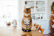 日本の「炊飯器からひょっこり生えてるネコ」が反則級の可愛さ！【台湾人の反応】