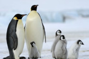 ペンギンの本当の首の長さにネット騒然！ 恐竜も実はペンギンみたく丸々太ってた説が話題に！