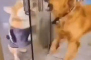 ドア越しに争う犬2匹だけど…喉が乾いたときの休憩タイムは紳士的