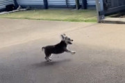 【海外】「16歳の老犬、関節炎治療で再び元気に走り回る！幸せな瞬間をお届け」