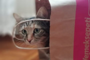 日本人「紙袋に興奮した猫かわいすぎてわろてまう」【タイ人の反応】