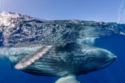 【海外】クジラの眠り方とは？実はいつも「半分起きている」驚きの真実！