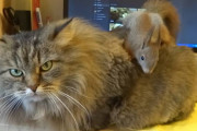 もしかして餌を隠すところ探してる？長毛猫の体を隅から隅まで探索していくリス