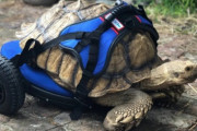 生まれつき歩けなかった亀が、特別な歩行器でゆっくりと、はじめの1歩！