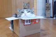 愛猫の大好きな箱にドッキリを仕掛けてみよう！かしこい相手に何度も試行錯誤するおもしろ映像