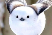 【海外】「なんてキュートなんだ！」北海道に生息するシマエナガの圧倒的可愛さが世界を魅了！
