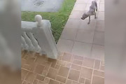 【海外】「ハリケーンで孤立した子犬、絶望から奇跡の家に出会う」