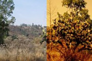 【アメリカ-メキシコ】メキシカン・フィルター【ポーランドボール】