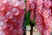 【海外】「はじめて見た...」鮮やかなピンク色に染まる日本のぶどうに海外も大感動