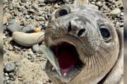 【海外】子供アザラシが口にイカを咥えている！でも、何かが違う…驚きの真相とは？