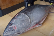 【海外の反応】「日本のカッティング・マスター！」日本のマグロ解体。