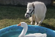 ずっと一緒にいたい。動物の種族を越えた、ガチョウとポニーの絆