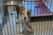 【海外】「サプライズ！ユニークな足を持つ保護犬が運命を変えるチャンスをつかんだ！」