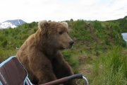 川辺でキャンプしてたら、クマが隣に座ってきたんだけど... 海外の反応