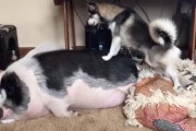怠け者のブーちゃんが爆睡！ハスキー犬が激しいタックルでなんとか起こそうとするおもしろ映像