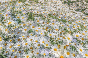 海外「三豊の花畑が美しすぎる…これは生きているうちに行ってみたい！」三豊フラワーパーク浦島の花畑に感動！