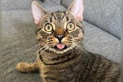 【海外】猫の舌に心配する家族、獣医からの驚きのアドバイスとは？